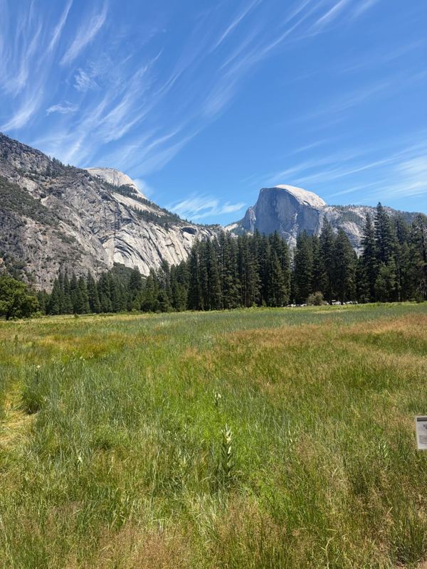 Half Dome above a green meadow in Yosemite Valley