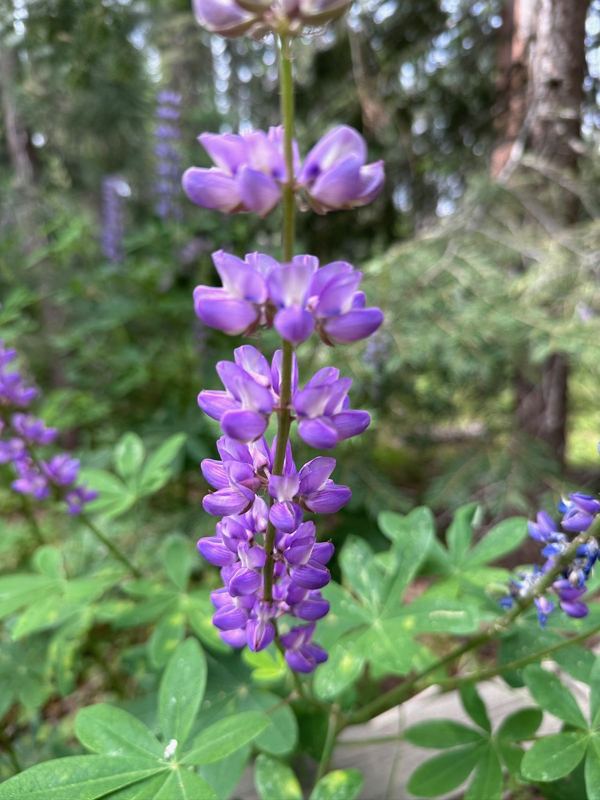 A purple lupine flower in the forest