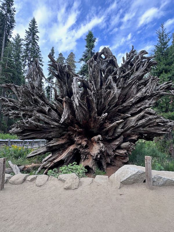 The upturned roots of a fallen sequoia